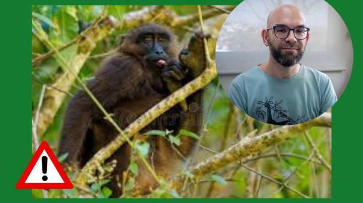 Egresado UV alerta riesgo de extinción del macaco moro de Indonesia