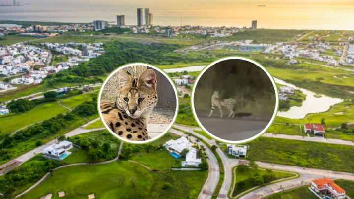 VIDEO: Serval es capturado en la Riviera Veracruzana; Profepa investiga tenencia de animal