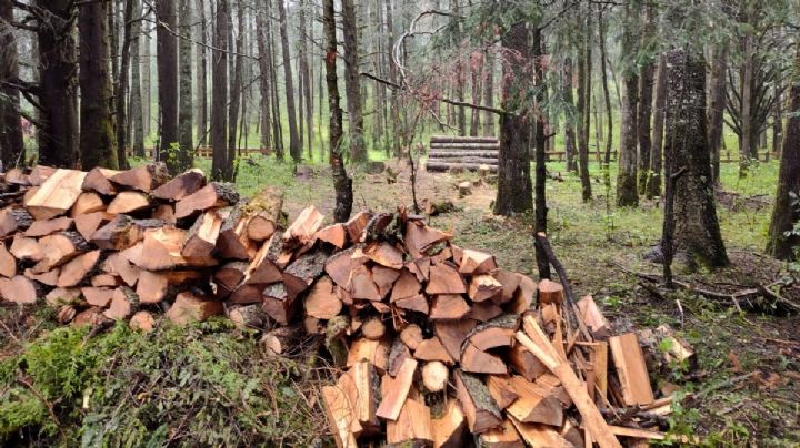 Continuará tala en Parque Nacional El Chico, van 22 mil 123 árboles derribados