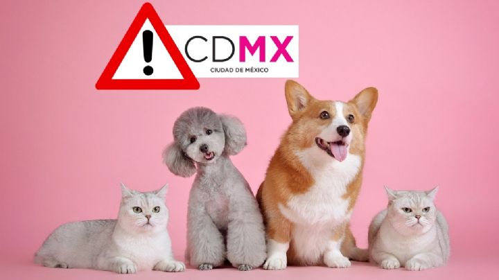 Robo de perros en Cuauhtémoc, Coyoacán y Miguel Hidalgo, al alza