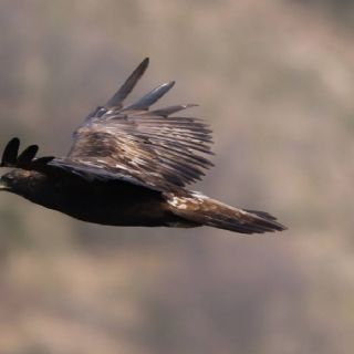 El Águila Real en peligro de desaparecer en Guanajuato: se enfrenta a diferentes problemas