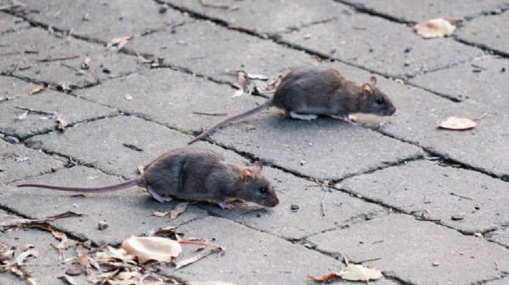 El video que alerta por plaga de ratas en la CDMX: ¿qué hacer y cómo prevenir?