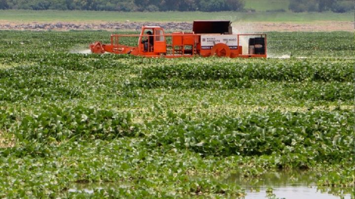 Vuelven plagas a la presa Endhó en Tepetitlán: mosco y lirio sin control
