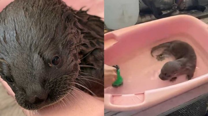 Rescatan una nutria bebé en Guanajal