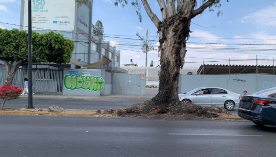 Las raíces de un gigantesco eucalipto crecieron hasta los carriles de Mariano Escobedo