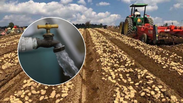 Agua en Xalapa peligraría por contaminación del cultivo de papa en Tlalnelhuayocan, alerta alcaldesa