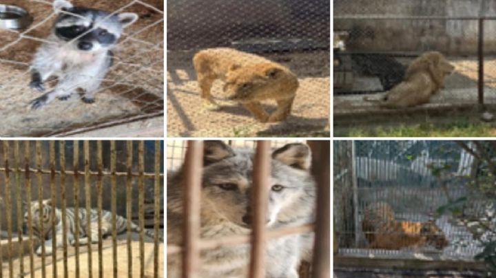 Caen seis por intento de robo en predio con animales exóticos