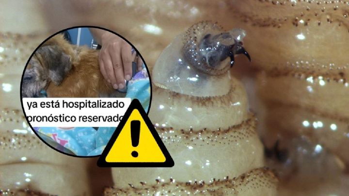 Maltrato animal en Coatepec: rescatan a perro con heridas presuntamente de gusano barrenador