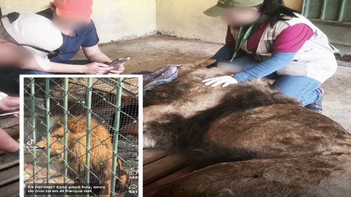 ¿Qué pasó con el león de Neza? Profepa informa su estado de salud tras video viral en zoológico de Nezahualcóyotl