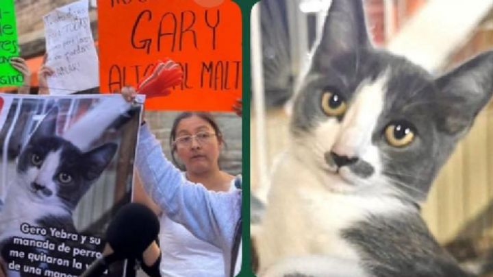 Sentencian a Gerónimo Yebra por la muerte de un gato en Guanajuato capital