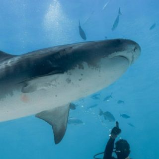 ¿Tiburones "drogados"? Investigan presencia de cocaína en ejemplares de Bahamas