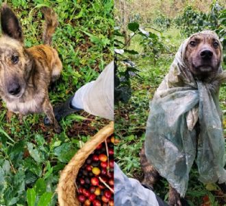 Foto descriptiva de: Viral: Rayas, la perrita cortadora de café en Cosautlán de Carvajal