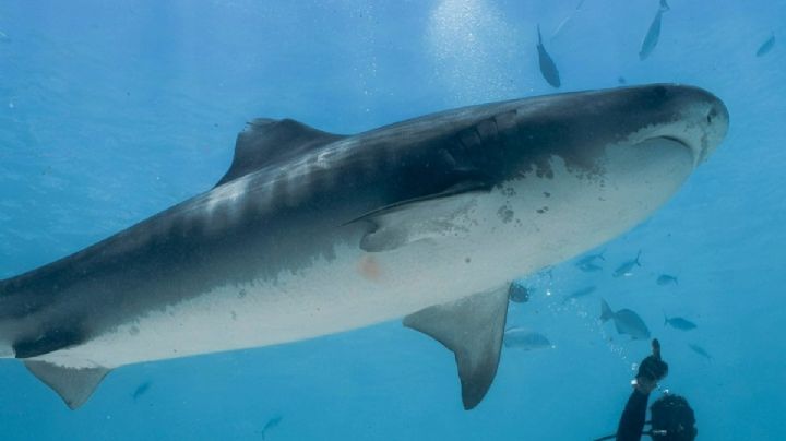 ¿Tiburones "drogados"? Investigan presencia de cocaína en ejemplares de Bahamas