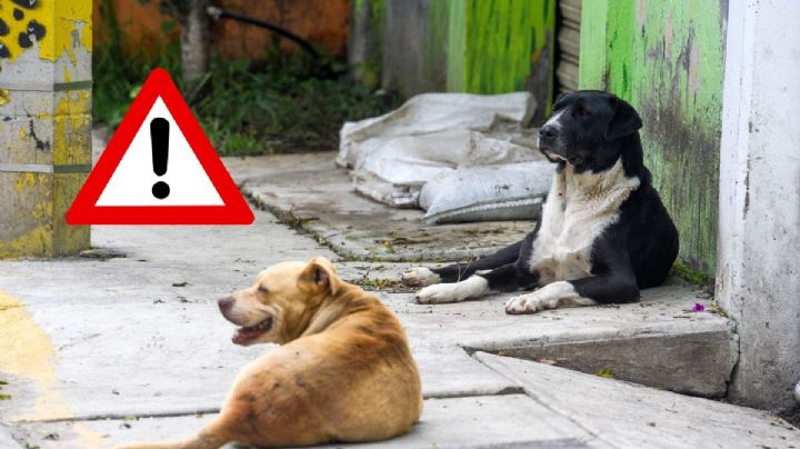 Ayuntamiento condena envenenamiento de 4 perros callejeros en Coatzacoalcos