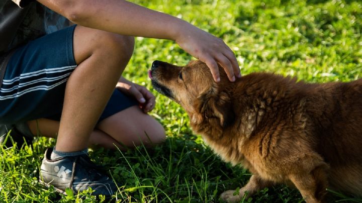 ¿Cómo le afecta la primavera a tus perros? Así puedes cuidarlos