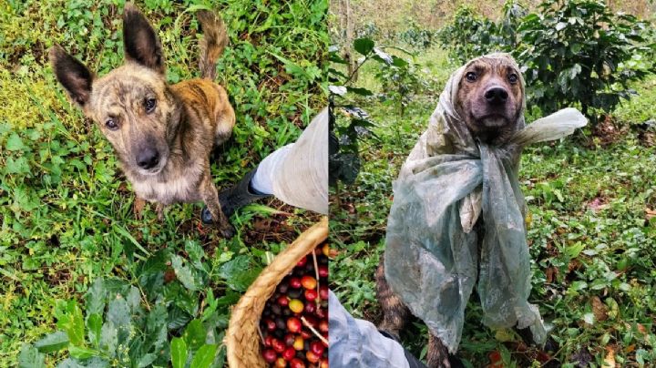 Viral: Rayas, la perrita cortadora de café viral en Cosautlán de Carvajal