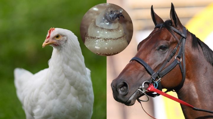 Detectan casos de gusano barrenador en gallinas y caballos de Veracruz: OJEV