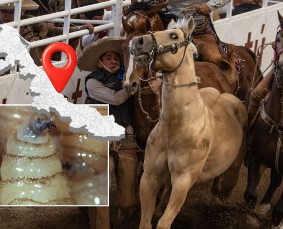 Foto descriptiva de: Gusano barrenador en caballos de Veracruz alcanza a estos 59 municipios