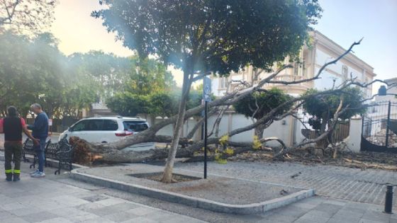 Cae enorme árbol del parque Alameda en Celaya “por asfixia”.