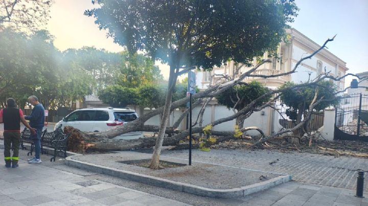 Cae enorme árbol del parque Alameda en Celaya “por asfixia”.