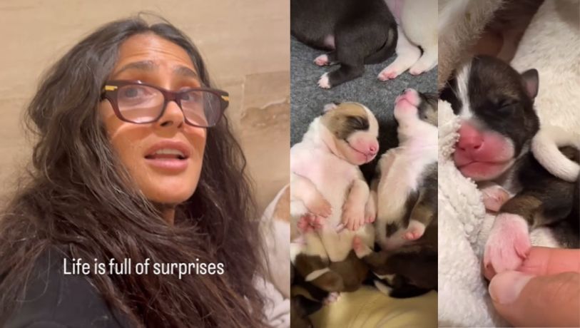 Chacha, la perrita que rescató Salma Hayek en Veracruz, tuvo 10 cachorros; así puedes adoptarlos