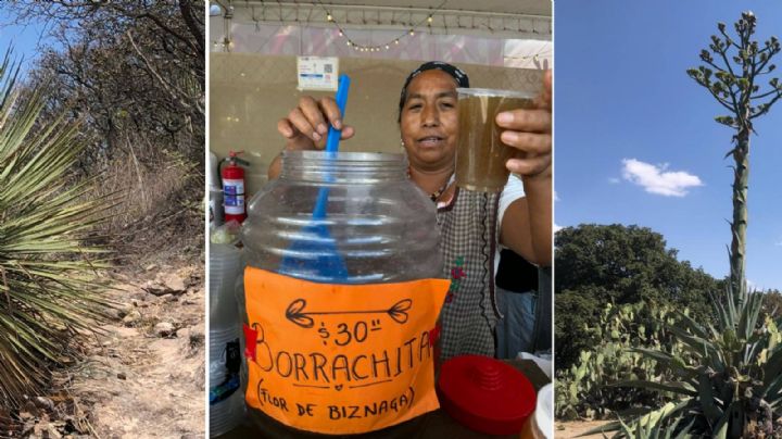 Cocina tradicional chichimeca en peligro de extinción