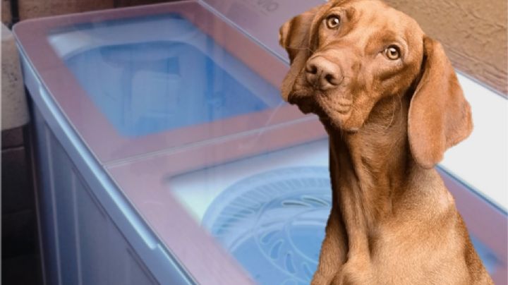 Encierran a dos perros dentro de una lavadora en Mineral de la Reforma; así el caso