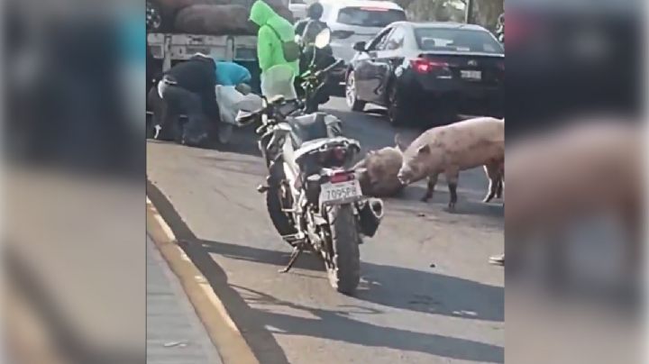 Accidente en Huehuetoca deja nueve cerdos muertos tras caída de camión