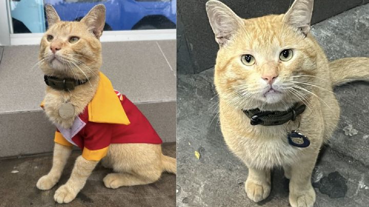 Frito, el gato que fue adoptado por vecinos afuera de un Oxxo en Veracruz ya tiene familia