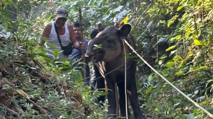 Panchito, el tapir hallado en Las Choapas, Veracruz: así fue su rescate y traslado a un zoológico