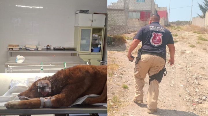 Rescatan a lomito con orejas mutiladas en Mineral de la Reforma; investigan posible maltrato animal