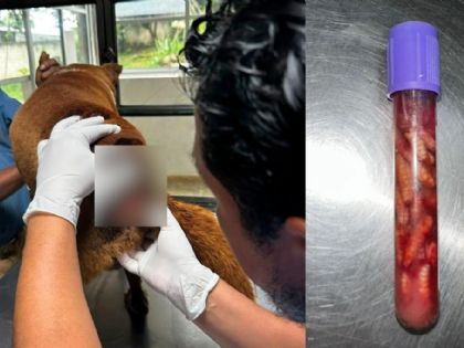 Confirman en Teocelo caso de gusano barrenador en perro