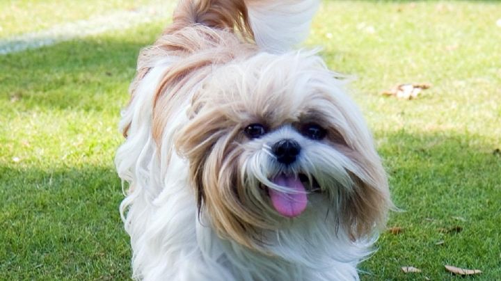 Día del Shih tzu en México: 5 datos clave que explican por qué TODOS se enamoran de esta raza