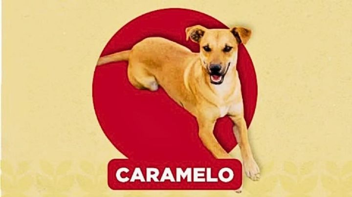 Perro caramelo, la nueva raza mexicana: origen, características y por qué es tendencia
