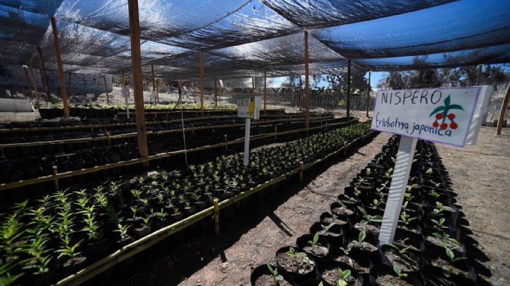 Gobierno de México entrega 588 millones a Cuba para siembra de árboles
