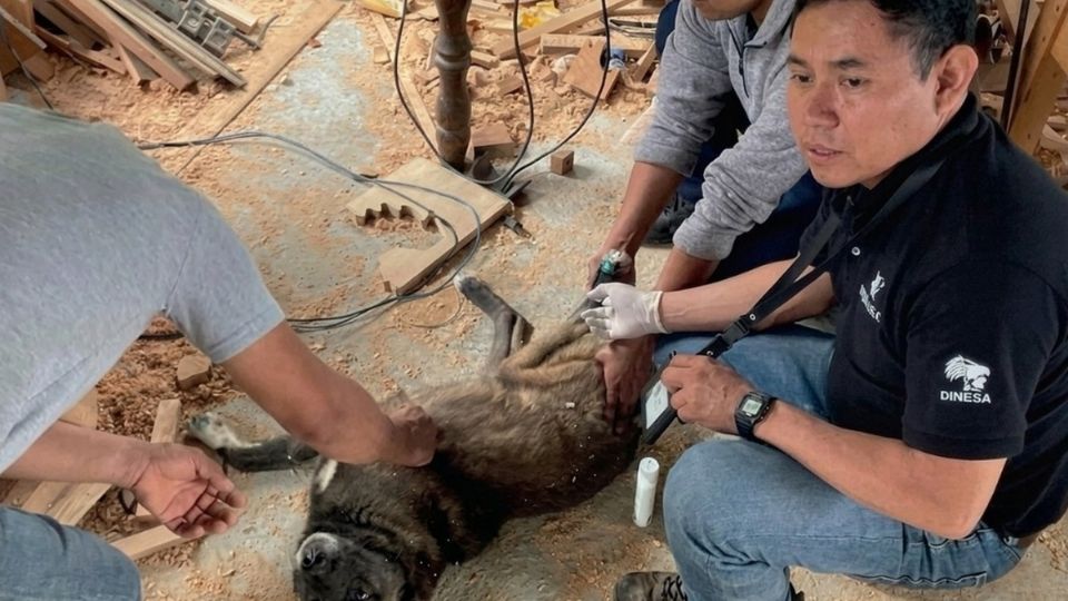 Llega a CDMX primer caso de gusano barrenador en perros