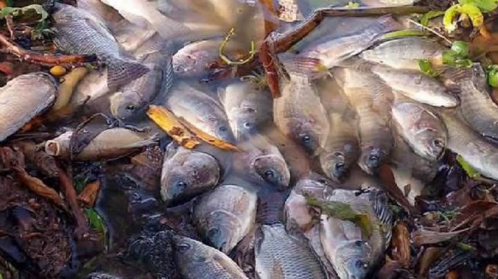 Emergen miles de peces muertos en la Laguna de Yuriria