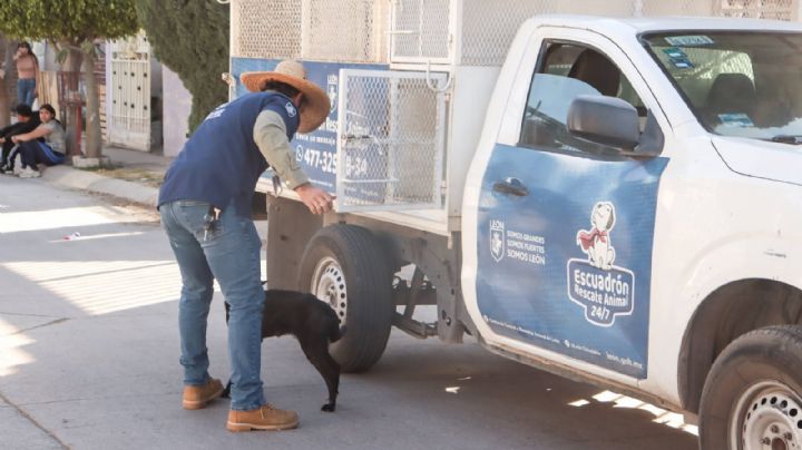 Gobierno de Alejandra Gutiérrez mató a 28 mil perros y gatos callejeros en tres años