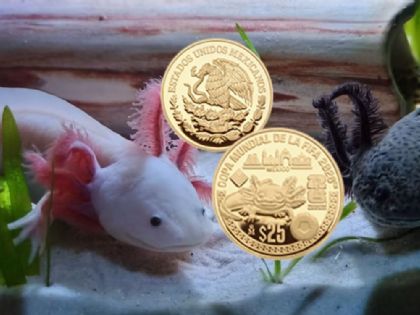Así es la moneda de oro del ajolote del Mundial 2026: diseño, precio y dónde conseguirla