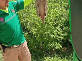 Trabajador de Sidral Aga atrapa a un armadillo y lo cuelga de la cola