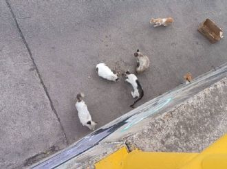 Piden apoyo para rescatar una colonia de gatos en el río de Torres Landa al lado de Chedraui