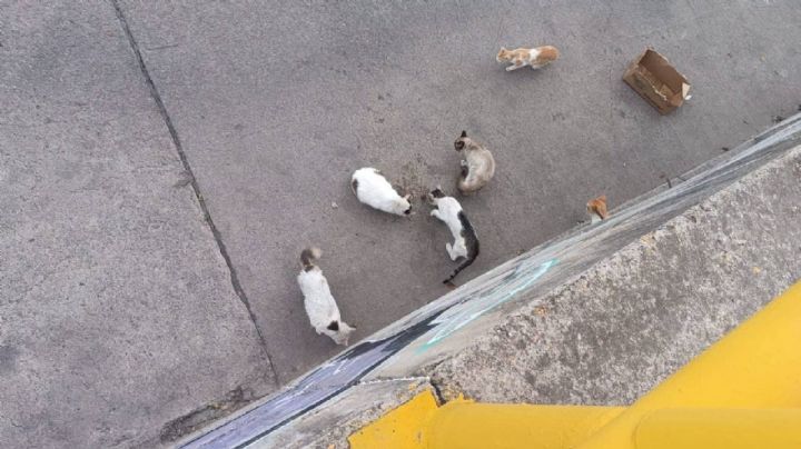 Piden apoyo para rescatar una colonia de gatos en el río de Torres Landa al lado de Chedraui