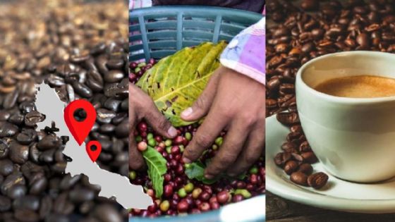 Estos son los 5 municipios de Veracruz que más producen café