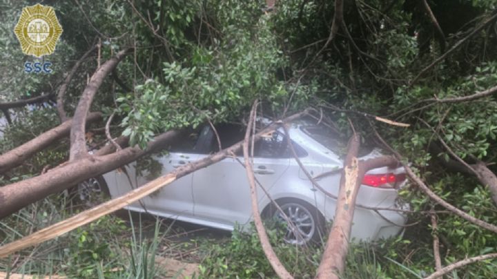 Árbol de 20 metros cae sobre tres autos; hay 3 heridos en la Tabacalera