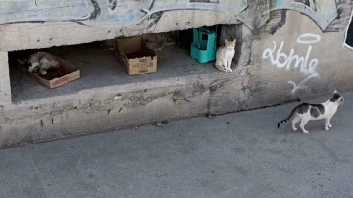 Aún quedan gatos por rescatar en el río, a un costado de Chedraui Torres Landa
