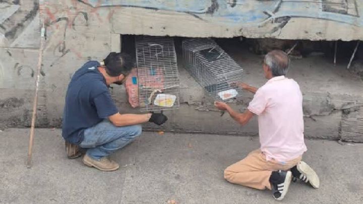 Gatos viven en alcantarillas de un río de Torres Landa y se complica su rescate