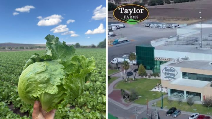 Libres de Cyclospora las lechugas en la línea de producción de Doctor Mora: Especialistas