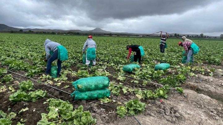 ¿Cómo afecta a Guanajuato la suspensión de exportaciones de la lechuga iceberg?