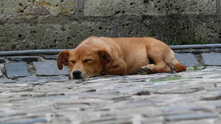 Mataron cruelmente a perrito de Ixtapaluca; comerciantes quieren justicia