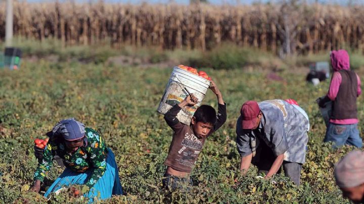 Reforma laboral en el campo: trabajadores agrícolas deberán tener IMSS obligatorio